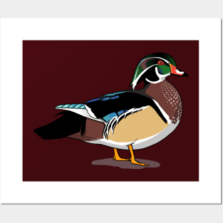 Wood Duck Posters and Art